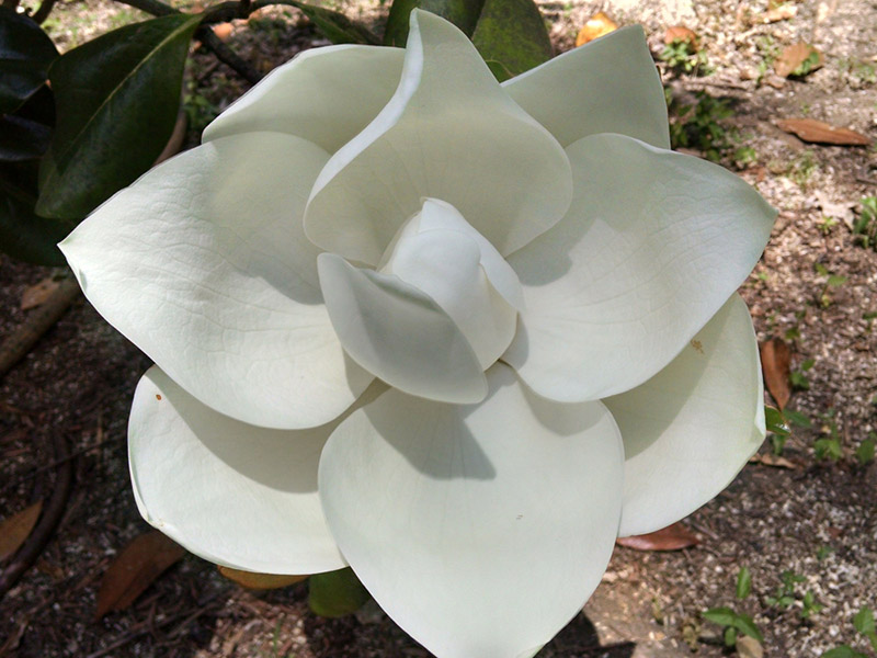 Magnolia grandiflora 'DD Blanchard' - Magnolia Flower