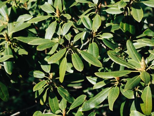 Magnolia grandflora 'Lil Gem' - Little Gem Magnolia