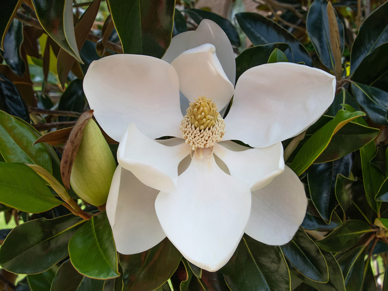 Magnolia grandflora 'Lil Gem' - Little Gem Magnolia Flowers