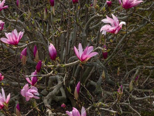 Magnolia x 'Jane' - Jane Magnolia