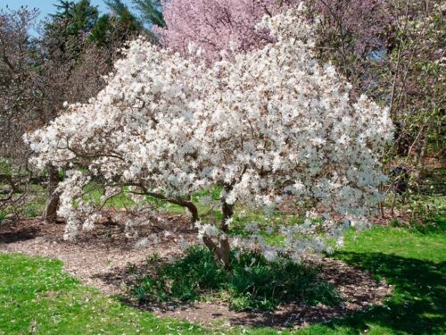 Magnolia stellata 'Royal Star' - Star Magnolia
