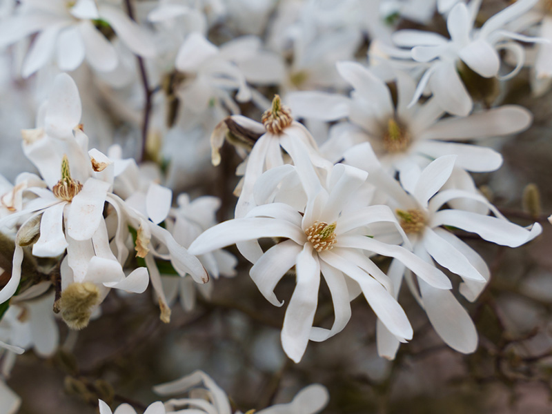Magnolia stellata 'Royal Star' - Star Magnolia Flowers
