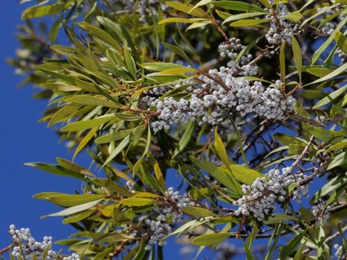 Myrica cerifera - Wax Myrtle