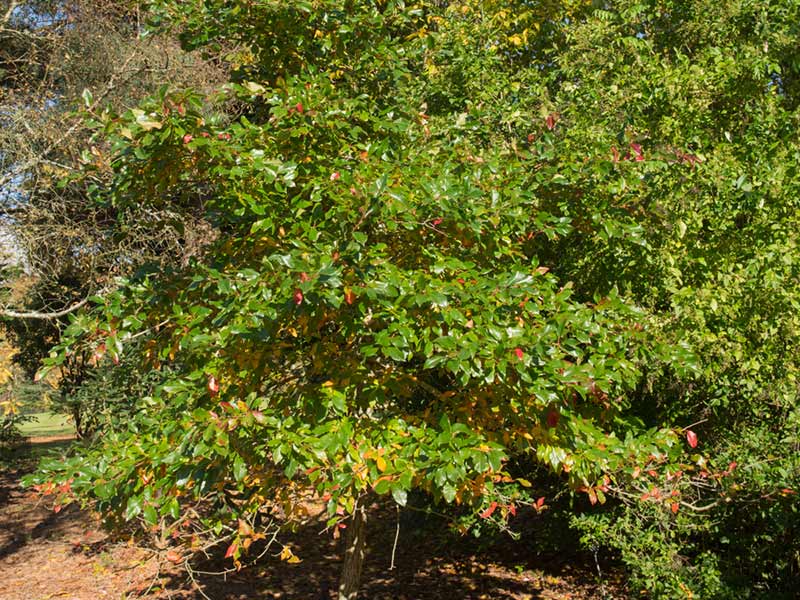 Nyssa sylvatica 'Green Gable' - Black Gum or Tupelo