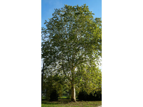 Platanus acerifolia 'Bloodgood' - Bloodgood London Planetree