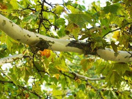 Platanus acerifolia 'Morton Circle' - Exclamation London Planetree