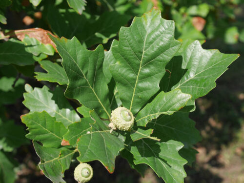 Quercus bicolor - Swamp White Oak Tree Acorns