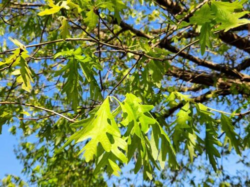 Quercus lyrata - Overcup Oak