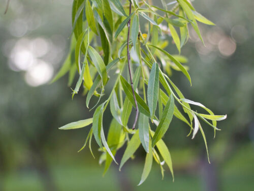 Salix blanda - Weeping Willow