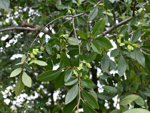 Ulmus parvifolia 'BSNUPF' - Everclear Lacebark Elm