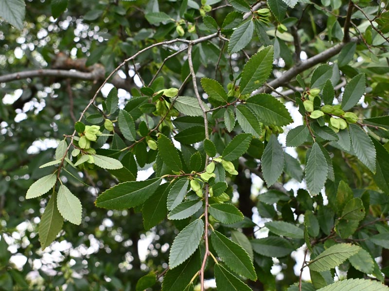Ulmus parvifolia 'BSNUPF' - Everclear Lacebark Elm