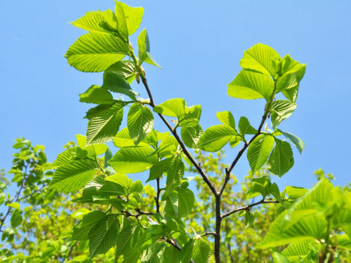 Ulmus parvifolia 'Allee' - Allee Elm