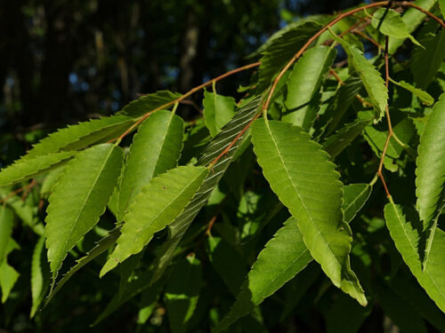 Zelkova serrata 'Mushashino' - Japanese Zelkova