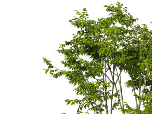 Zelkova serrata 'Village Green' - Japanese Zelkova